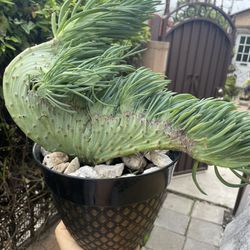 Gorgeous, Crested Mermaid Tail Plant In Pot 