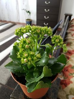 Beautiful Kalanchoe indoor and outdoor plant
