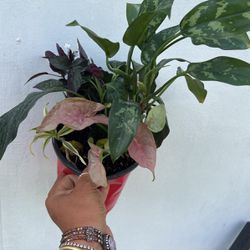 5 Plant Arrangement 