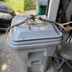 Deer horns