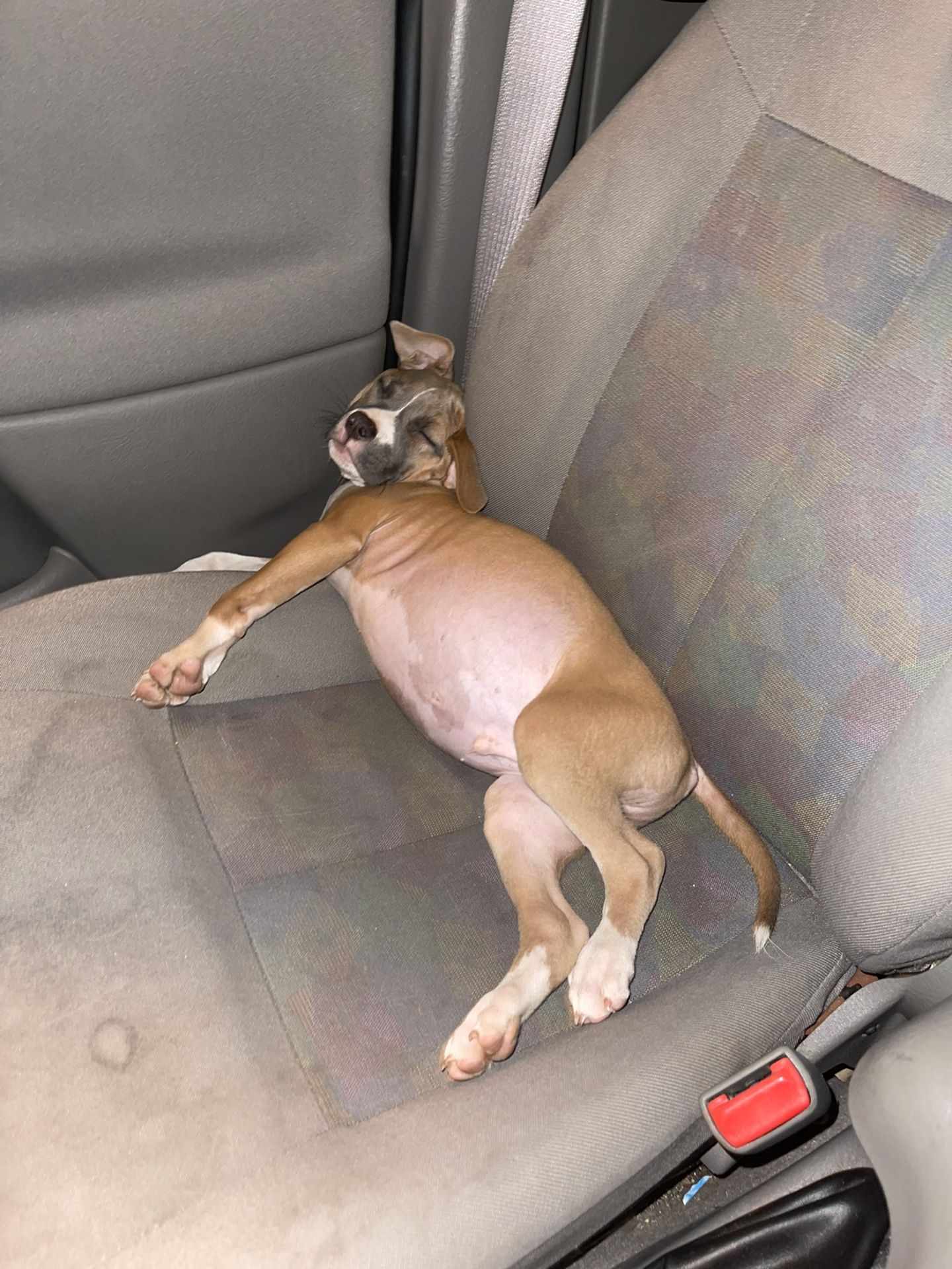 Pup
