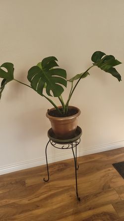 Split Leaf Philodendron