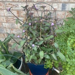 Large Wondering Jew Plant