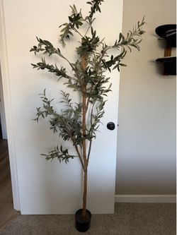 5 1/2ft decorative olive tree