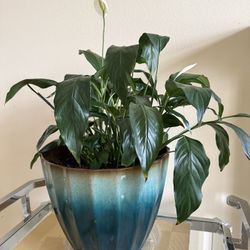 Large Pot Blooming Lily Plant In 12” Pot