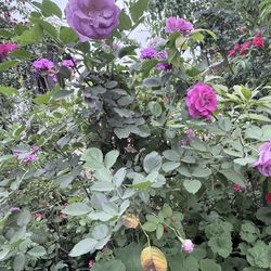 Huge purple rose tree