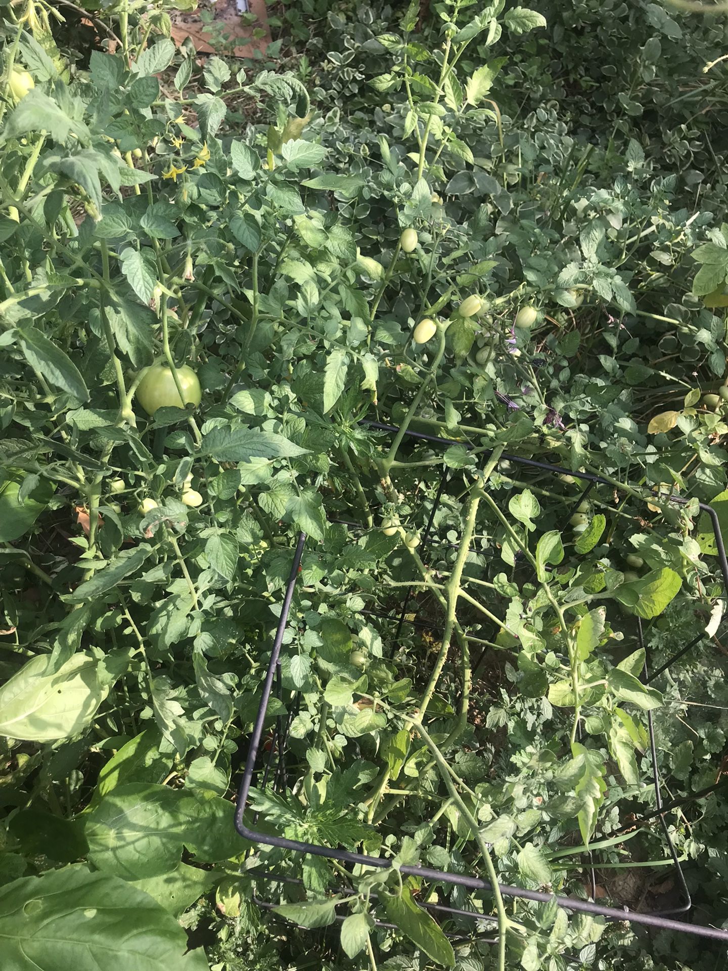 Tomorrow Plant