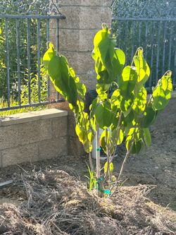 Cherimoya fruit tree