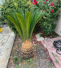Beautiful  palm tree and cone pick up