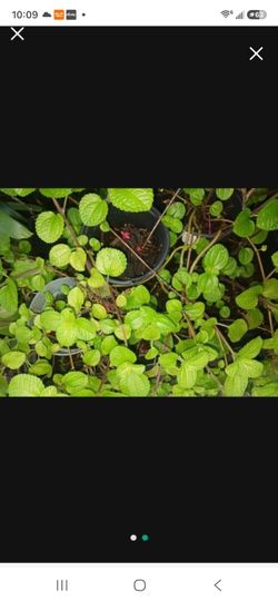 Swedish Ivy Houseplant