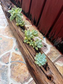 Succulent on wood
