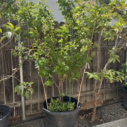 Apricot Tree 