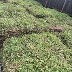 Grass Sod