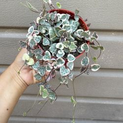 4â variegated strings of hearts