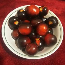 Rare Organic Indigo Rose Tomato Seeds And Plants! 2026 SEASON EARLY RELEASE! Available Now! 