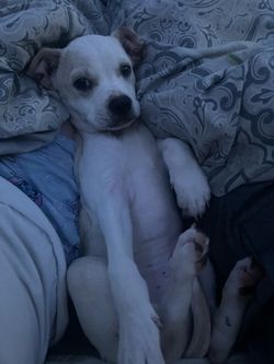 Stuffed animal