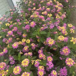 flowers of the Lantana camara plant, 