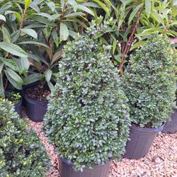 Cone Compacta Holly(7 Gal.)