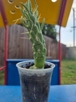 Eves's needle cactus