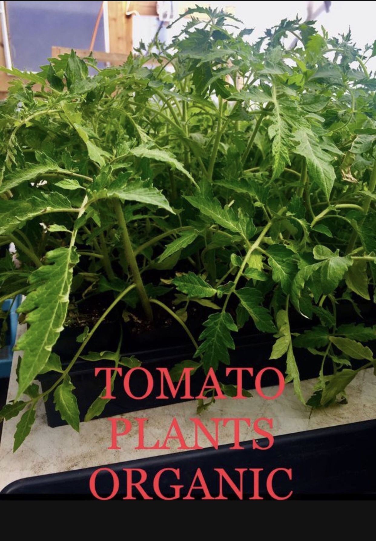 ORGANIC TOMATO PLANTS grown here by a Master Gardener to PRODUCE HERE