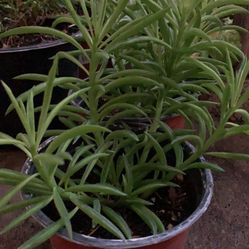 Pepperomia Succulent Plant Onsale 4in Pot