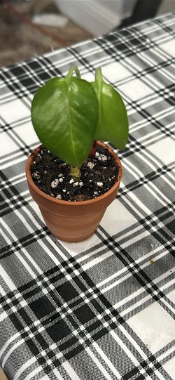 Pothos