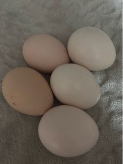 Eggs 🦚 peacock