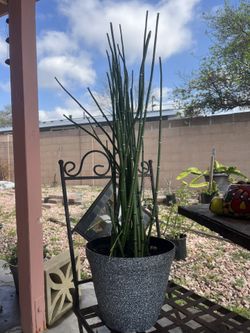 Horsetail Plant 
