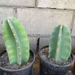 Peruvian apple Cactus šµ cereus peruvianus In Pot Organic Garden Yard Home Patio Lawn Design Landscape Trending Popular Cacti