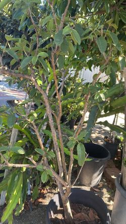 TRADE--big Guava tree