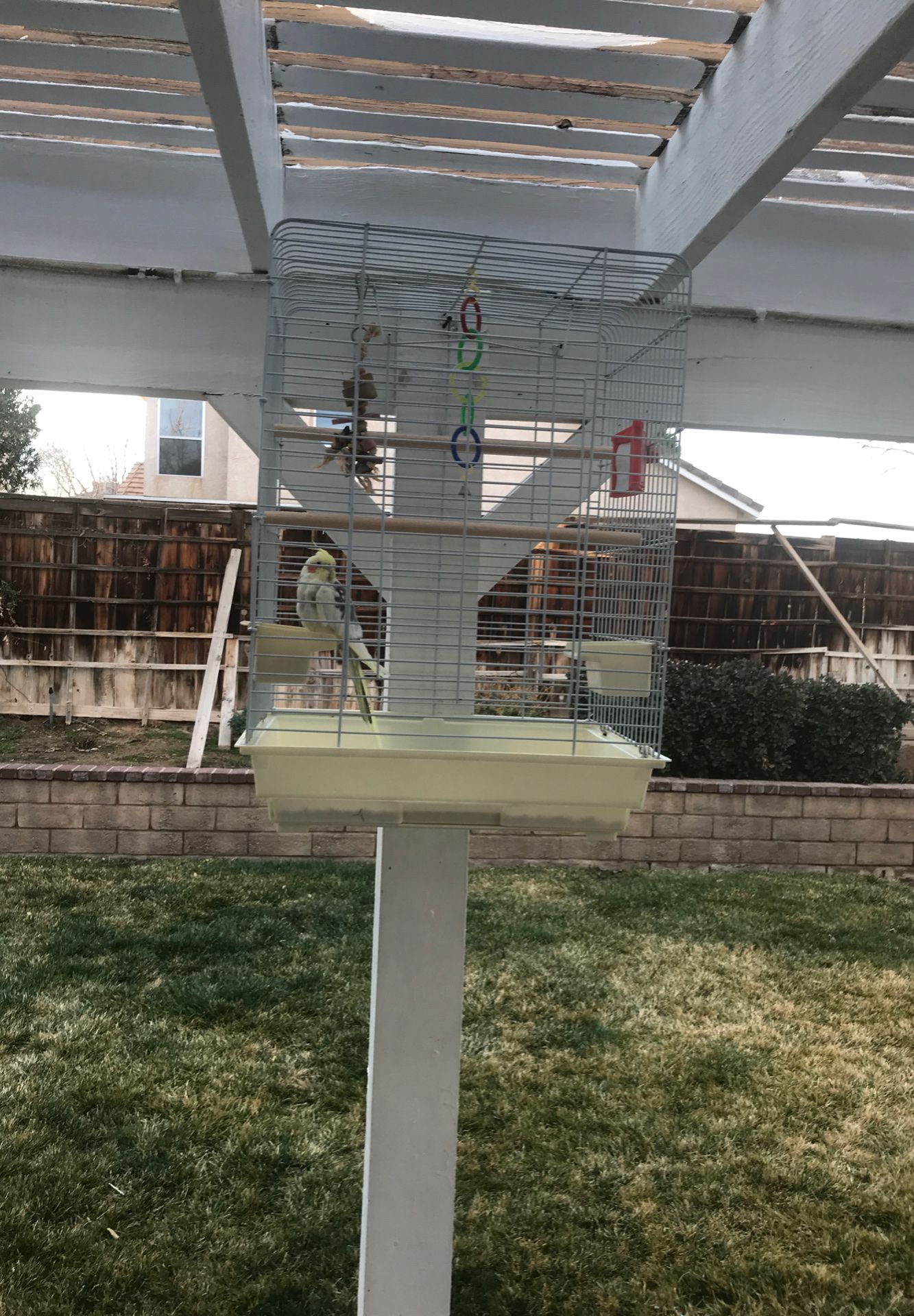 Male Cockatiel bird /Macho Cacatillo