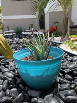 Succulent plant 🌱