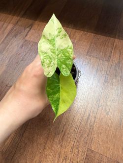Corming alocasia gageana aurea with 3 babies