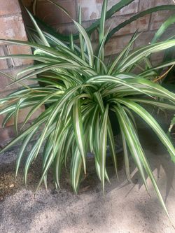 Spider plant!