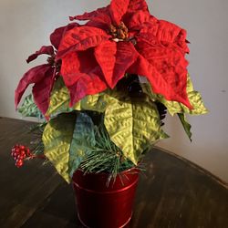 Poinsettia