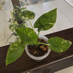Variegated Alocasia Odora