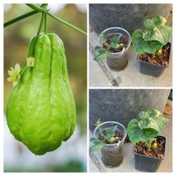 $5 Each Organic Chayote Choko Vegetable Live Plant Veggie