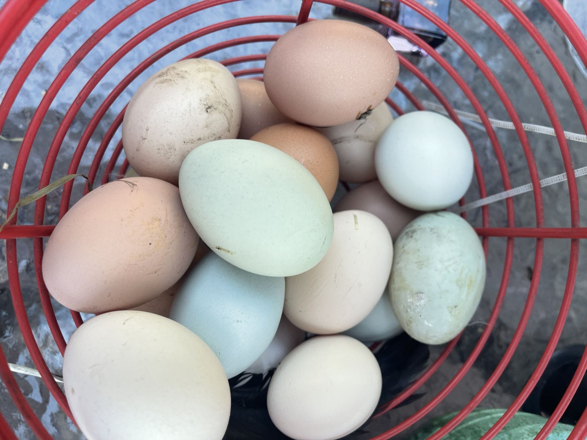 Eggs For Sale