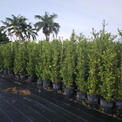 huge Podocarpus  over 6 feet tall Instant  Privacy Hedge For Fence Green Full 