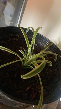 Spider Plant Starter(Small)