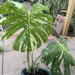 Thai Constellation Monstera