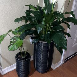 Peace Lily and Monstera Deliciosa In Planters 