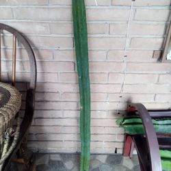 San Pedro Cactus 