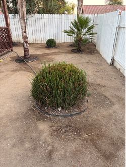 Free Ornamental Grasses
