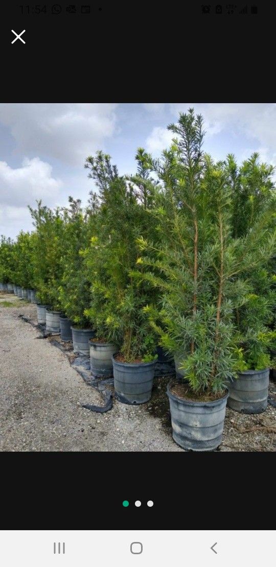Podocarpus and Clusias Plants 5-6 Feet Tall. Arecas Palms 5-6 Feet Tall!!!  Only $65 Each!!! Fertilized 