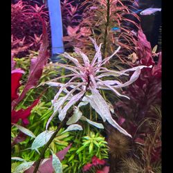 Aquarium Plant Pack #1