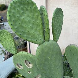 Cactus Plant And Food For Tortoises And People