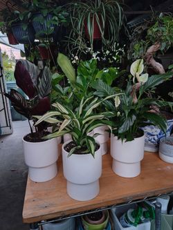 Indoor Plants