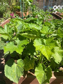 Bottle guard ( Lauki/Ghiya) plants, $3 each