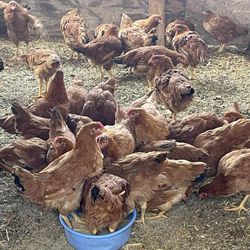 Hola Les Tenemos Gallinas Ponedoras De Venta
